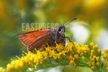 EA349996, Eastpress , Porvoo, Finland